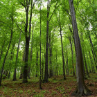 Online komunikáciou zachránili klienti Allianz - SP stovky stromov