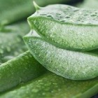 Prvá pomoc na spálenú pokožku = aloe vera